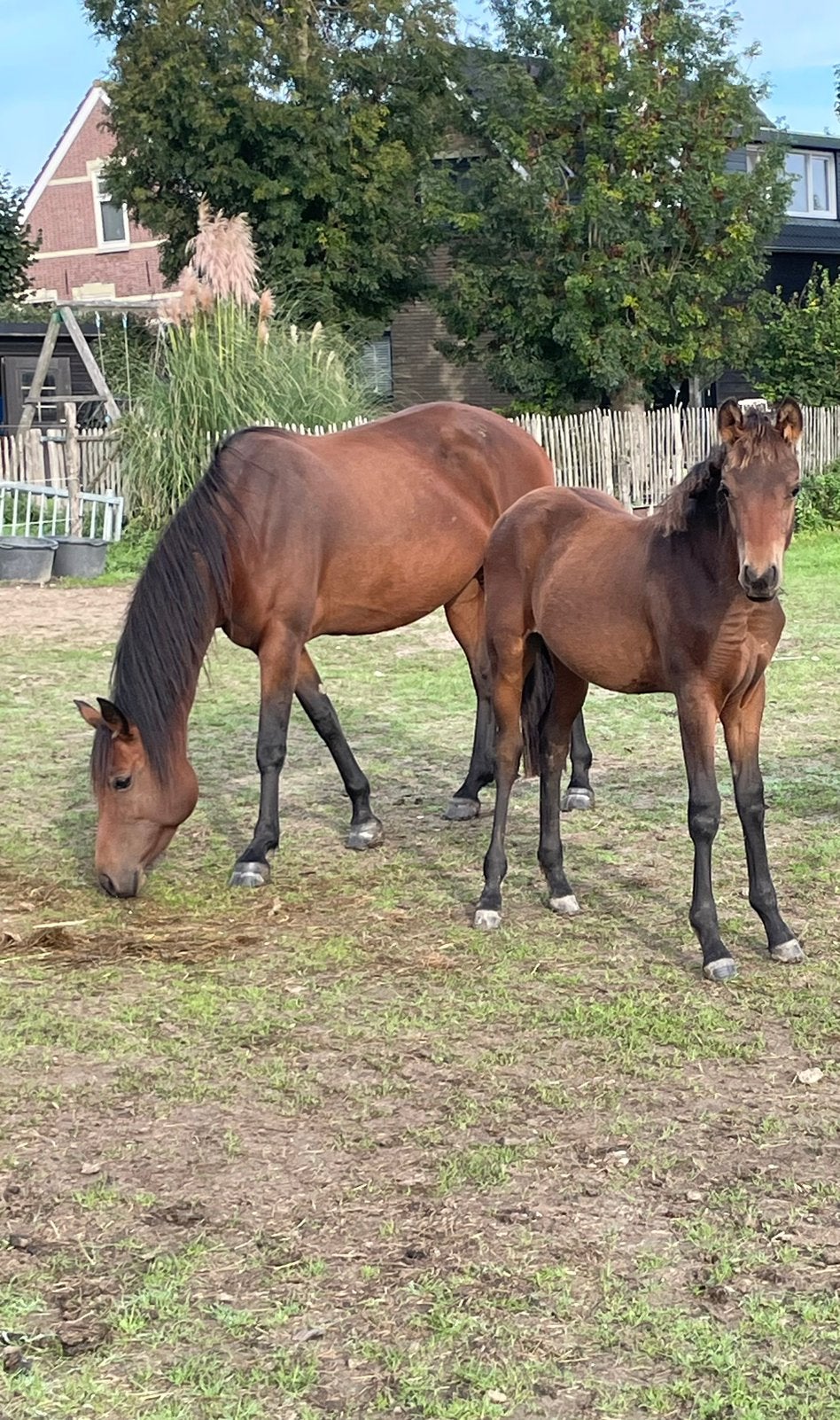 Knap New forest hengst veulen Grote maat, Met stamboom, Niet van toepassing, Springpony, 0 tot 2 jaar