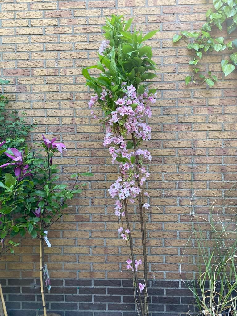 Prunus amanogawa. Zuil sierkers, Tuin en Terras, Ophalen, Overige soorten, Halfschaduw