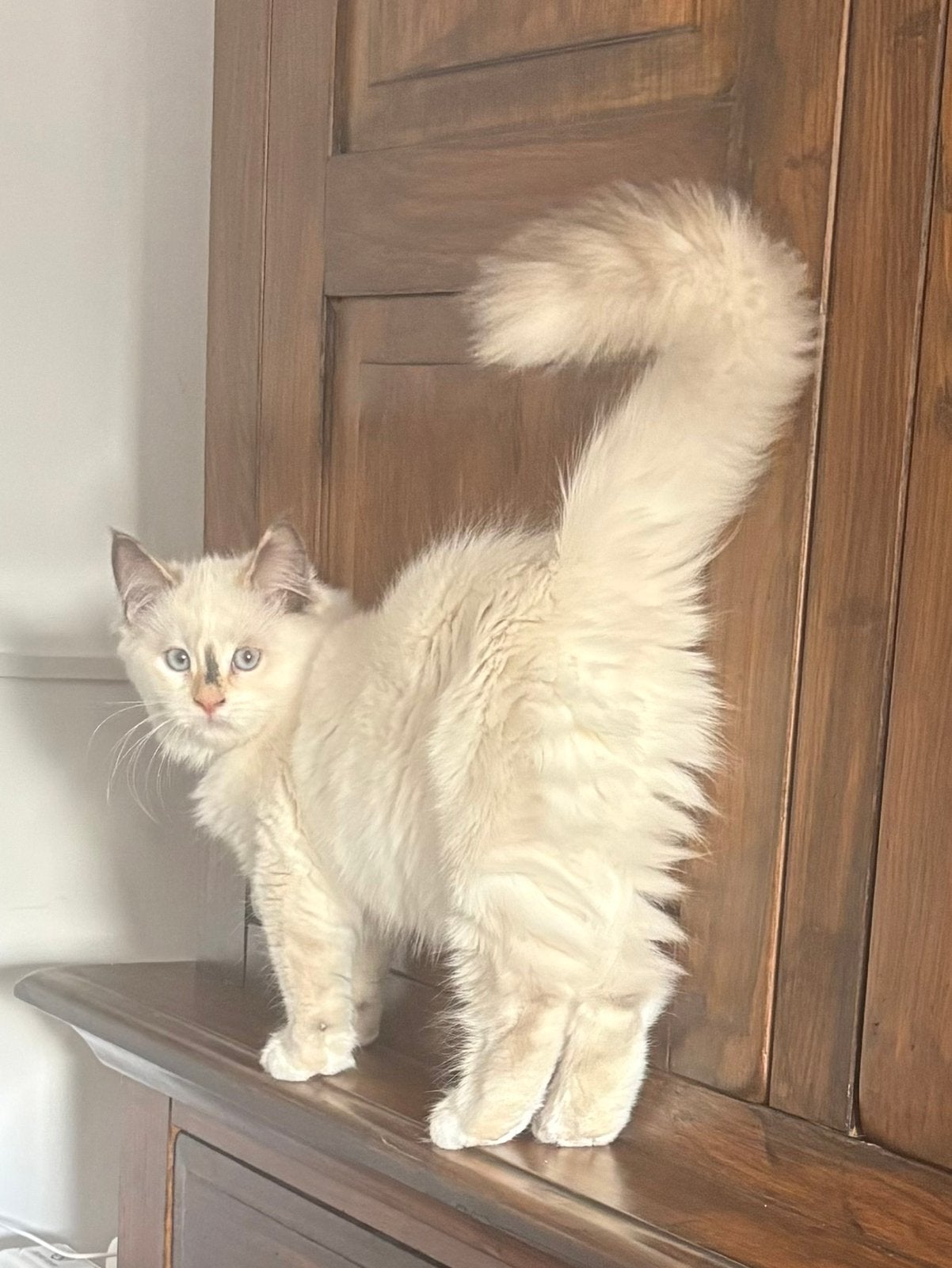Ragdoll kitten poesje, Poes, Ontwormd, 0 tot 2 jaar