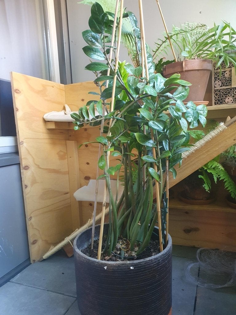 ZZ-plant | kamerplant | Zamioculcas zamiifolia |, Huis en Inrichting, Kamerplanten, Ophalen, 100 tot 150 cm, Overige soorten, Halfschaduw