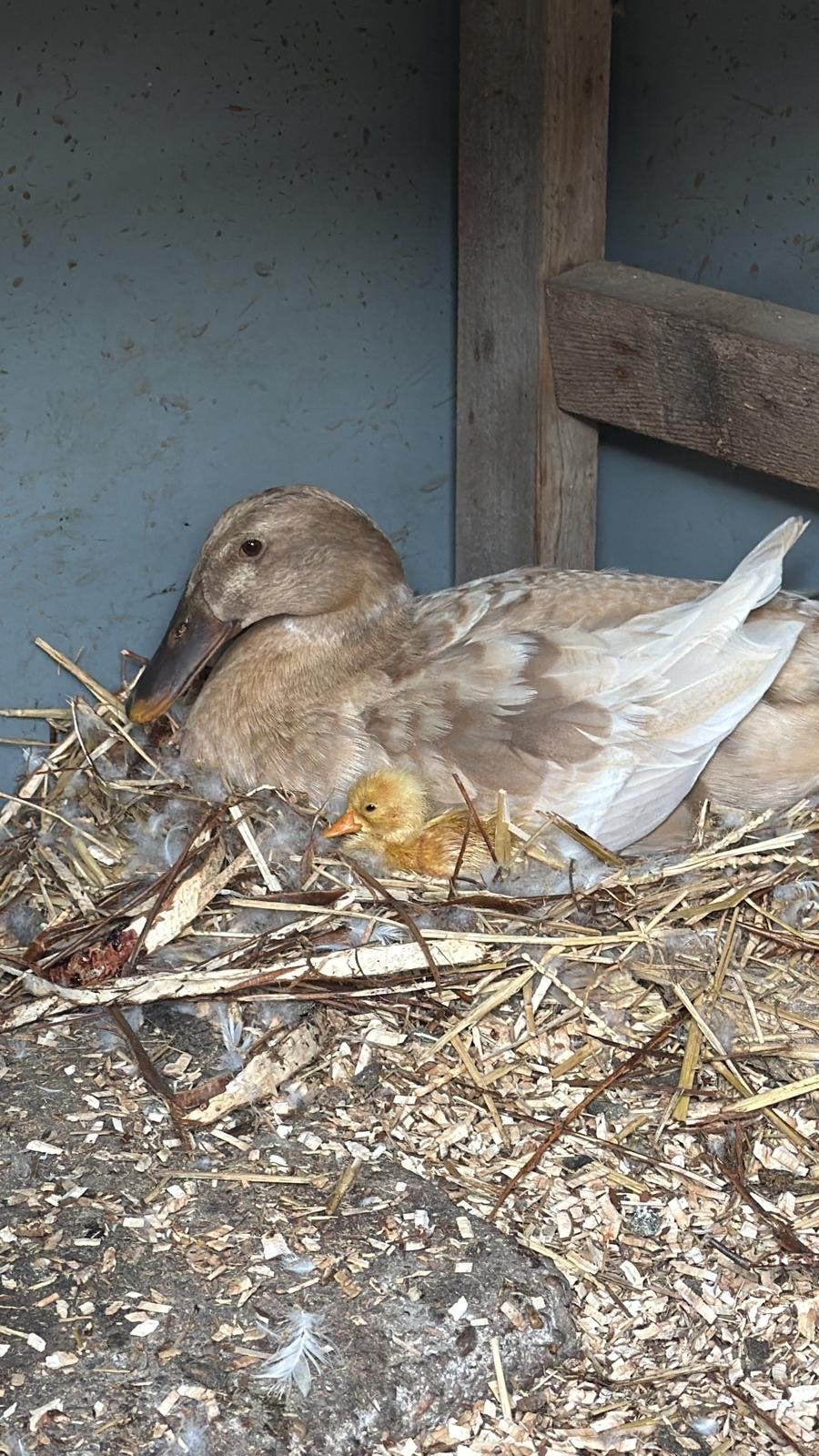 Te reserveren; pullen natuurbroed Indische loopeenden, Dieren en Toebehoren, Meerdere dieren, Eend