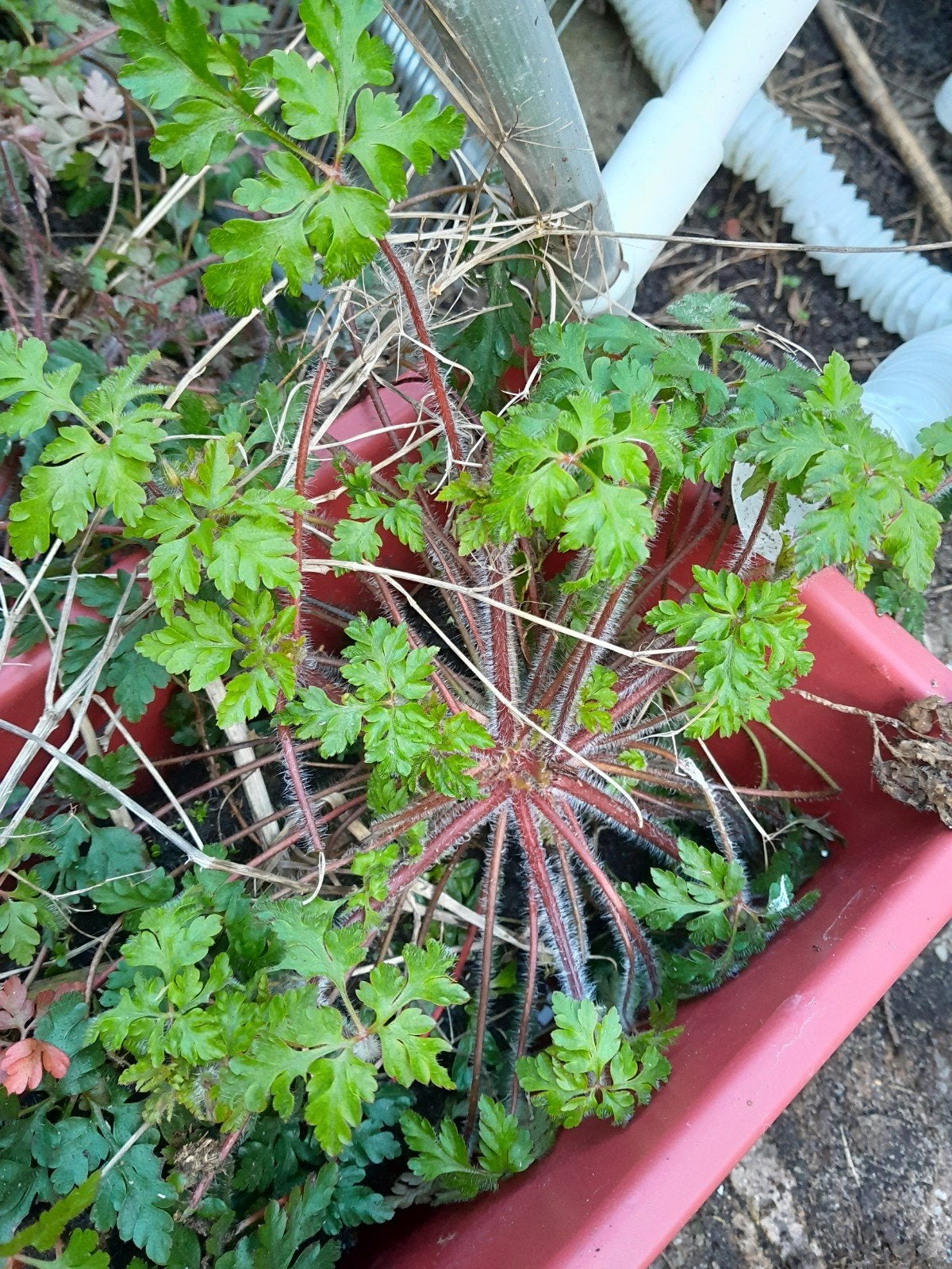Vaste moestuin plantjes, Ophalen of Verzenden, Groenteplanten, Volle zon