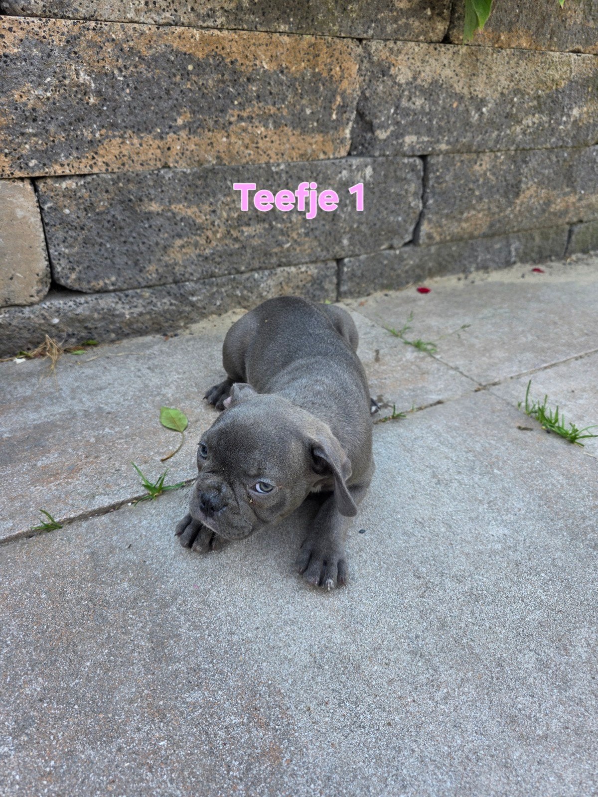 Franse bulldog pups 8 weken oud mogen nestje verlaten, Dieren en Toebehoren, Honden | Niet-rashonden, 8 tot 15 weken, Teef, Meerdere