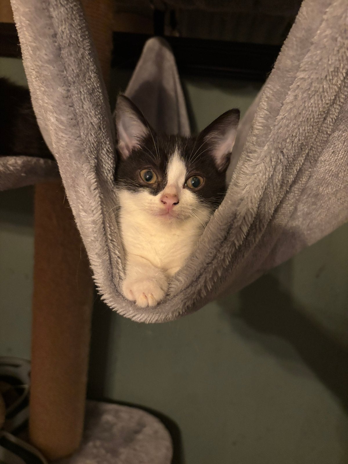 Kruising brits korthaar kitten mag nu weg, Dieren en Toebehoren, Kater, Gechipt, 0 tot 2 jaar