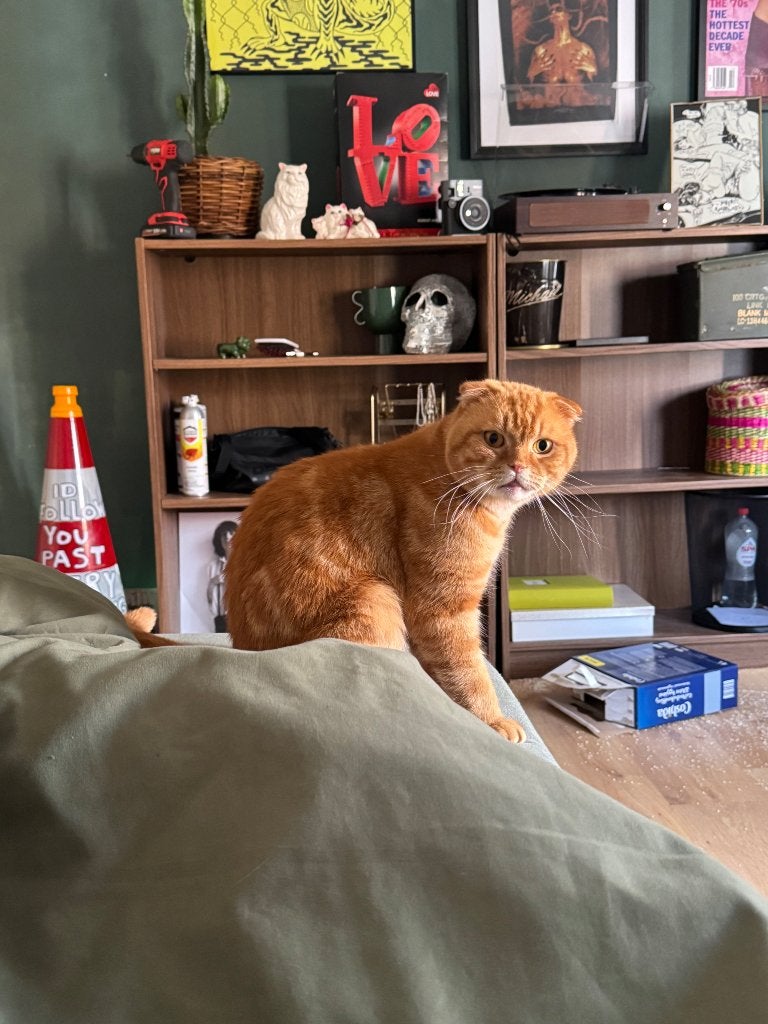 Lieve kater zoekt nieuw thuis, Kater, Kortharig, 0 tot 2 jaar