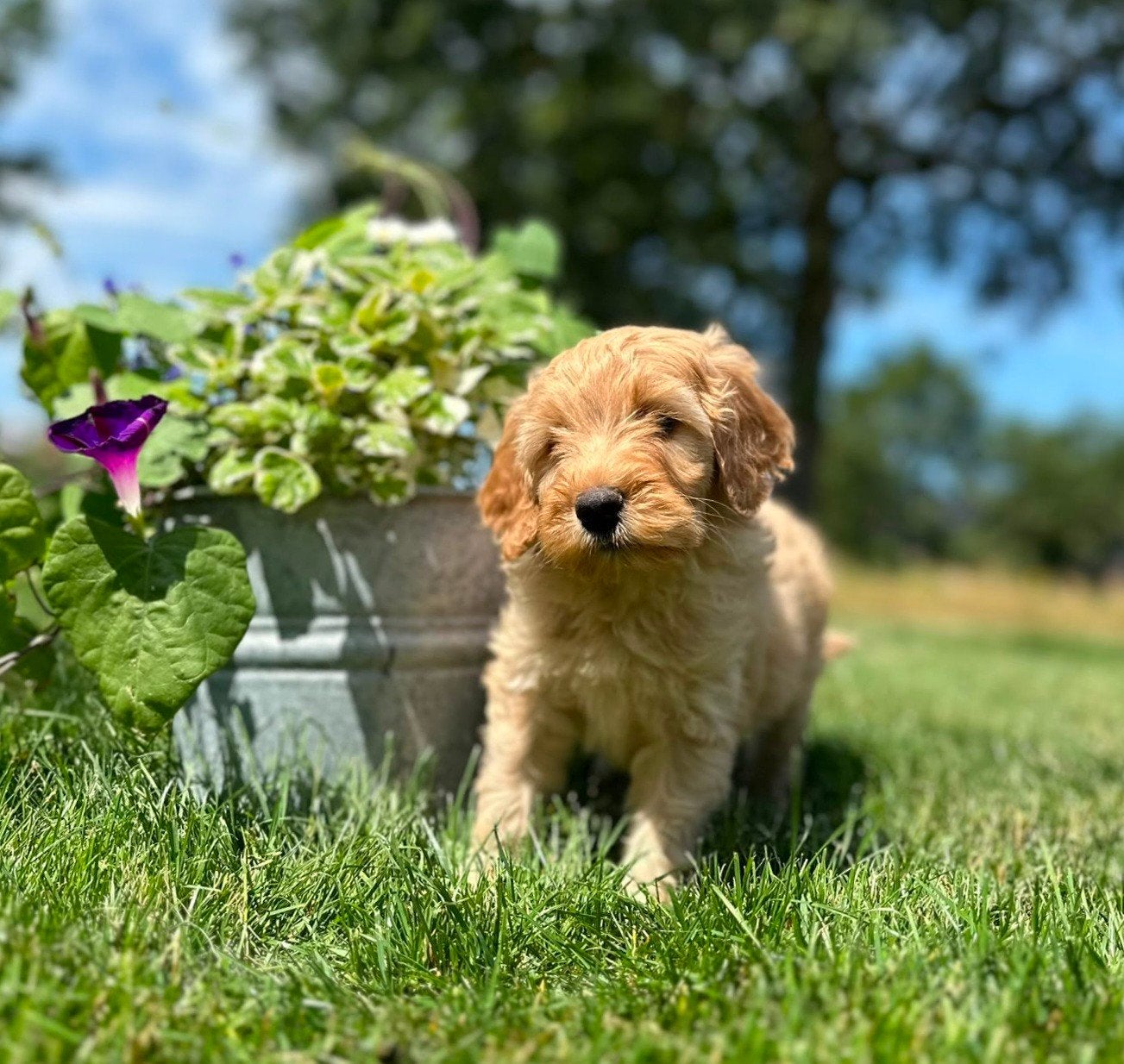 Labradoodoodle pups uit goede bledlijn met garantie, Dieren en Toebehoren, Overige rassen, 8 tot 15 weken, Meerdere, Meerdere dieren