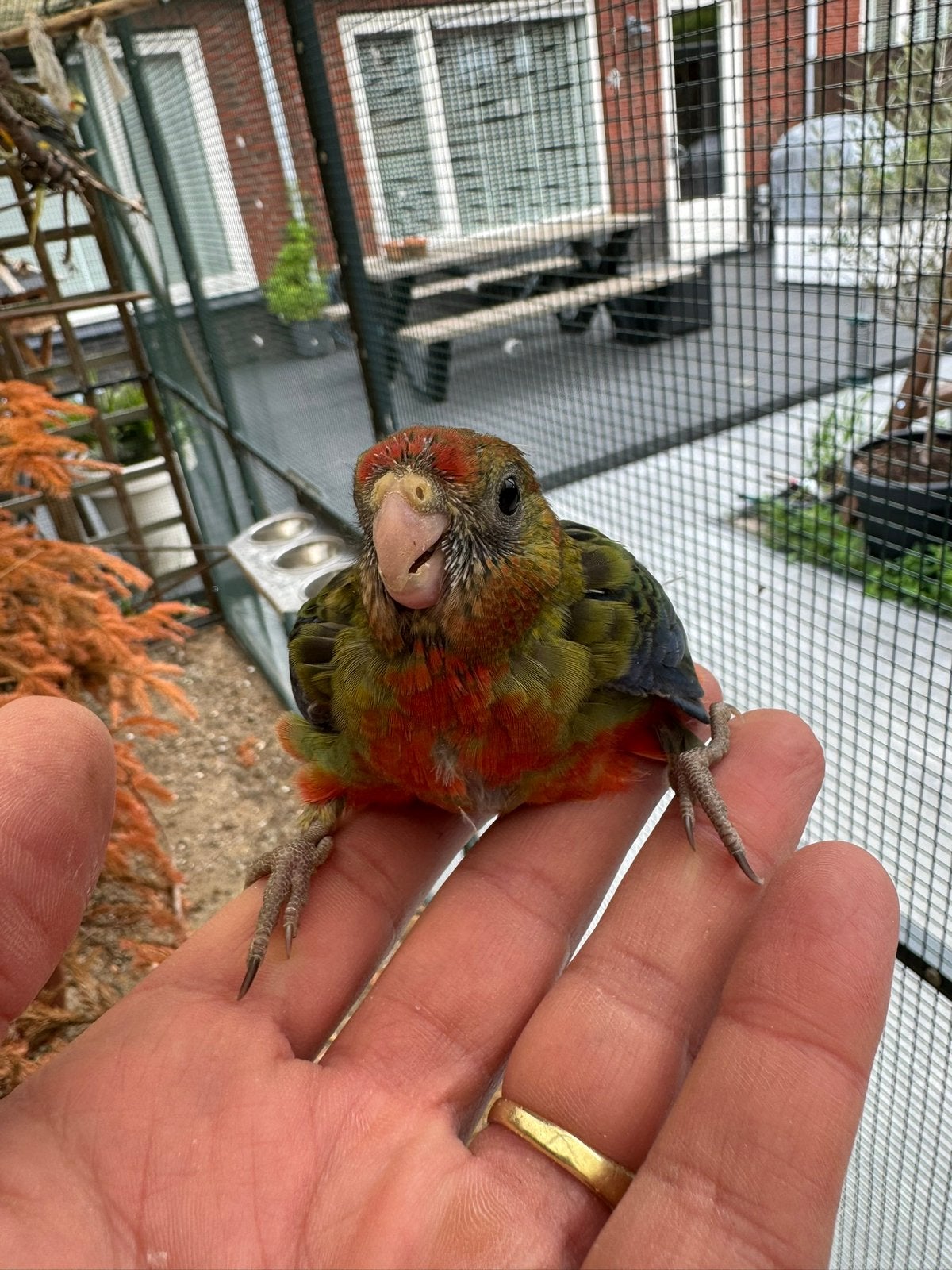 Jomge stanley rosella, Meerdere dieren, Parkiet, Tam