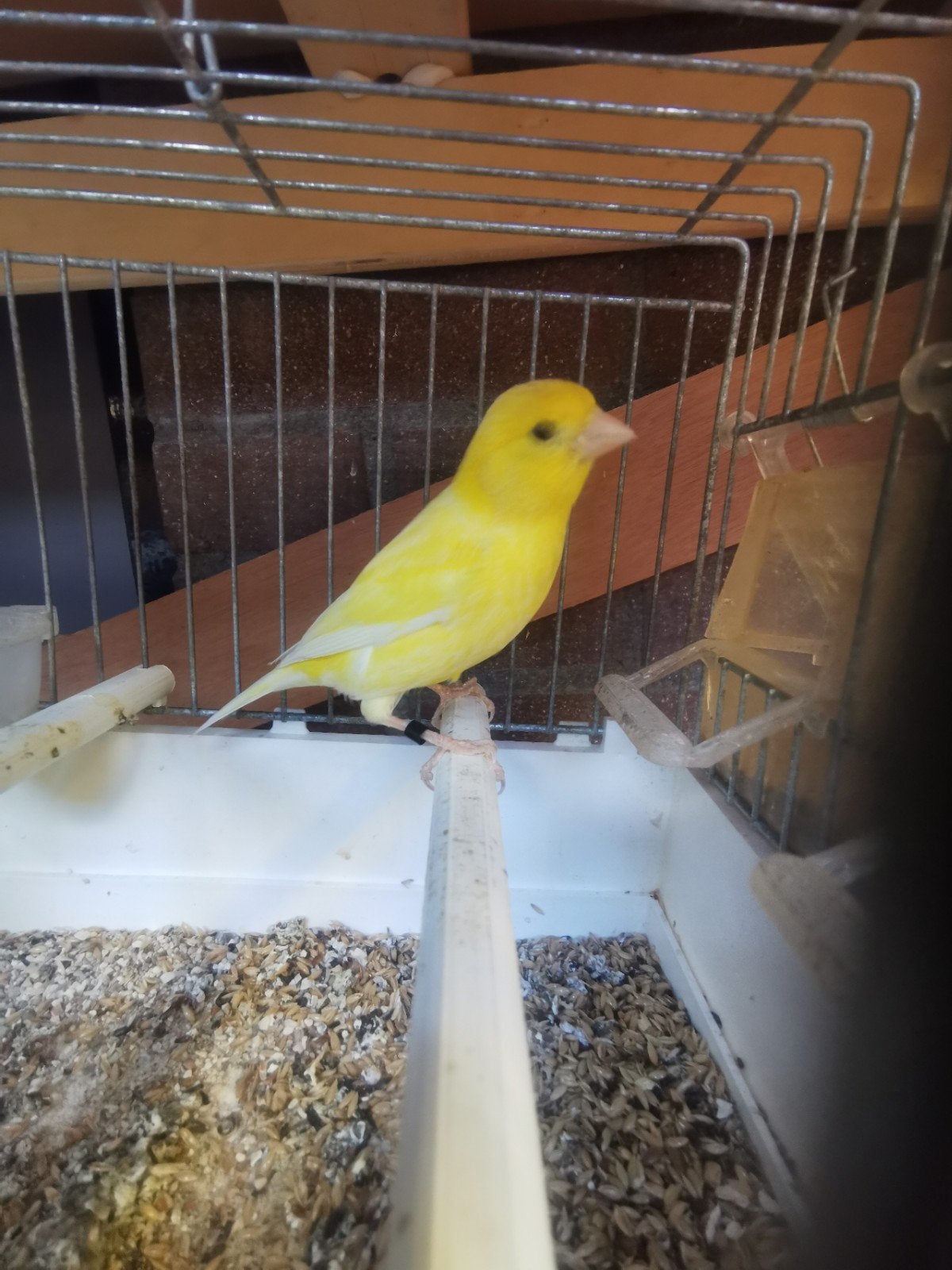 Raza kanarie., Dieren en Toebehoren, Mannelijk, Zangkanarie