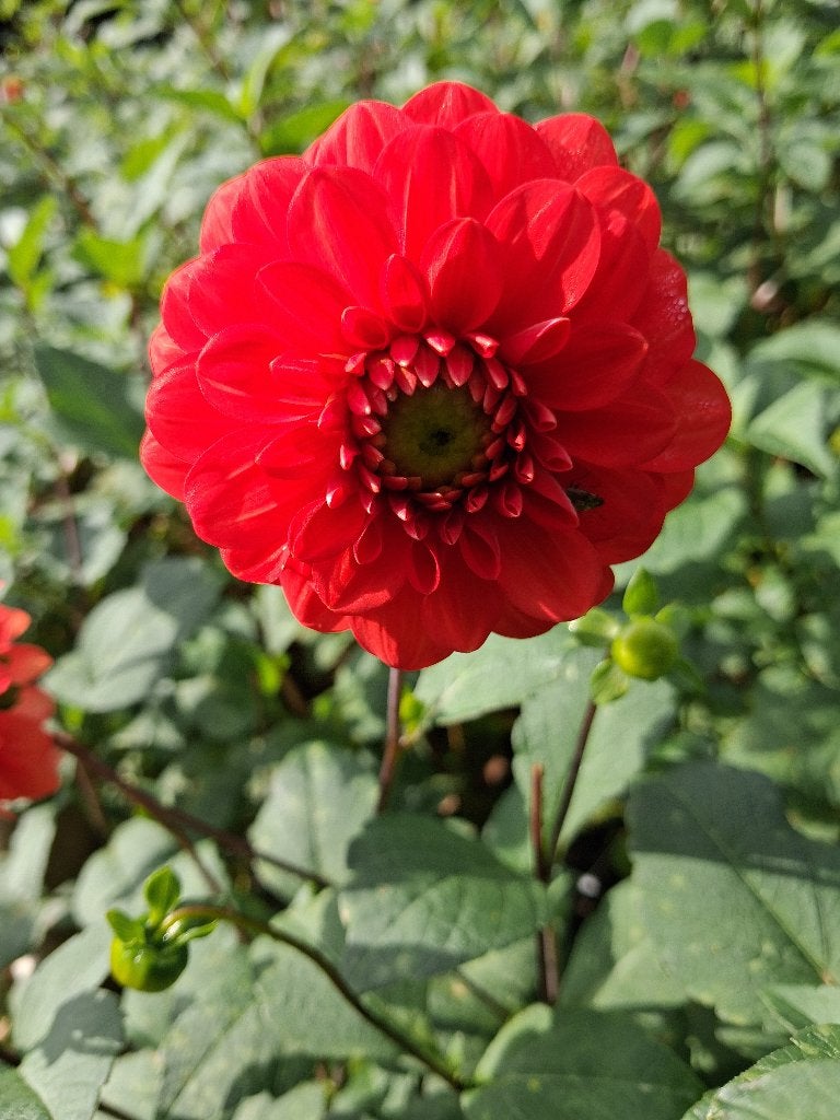 dahlia knollen rood, Ophalen, Voorjaar, Volle zon, Knol