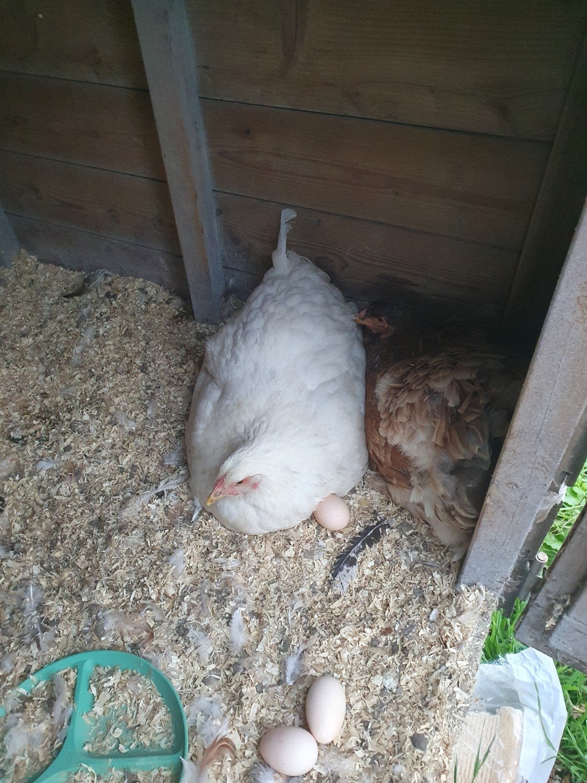 Tekoop 3 zeer mooie brahma hennen groot en 1 haan, Dieren en Toebehoren, Pluimvee, Vrouwelijk, Kip
