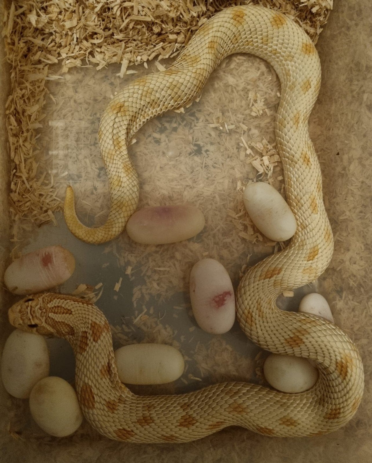 0.1 albino conda 66% het axanthic volwas haakneus vrouw.