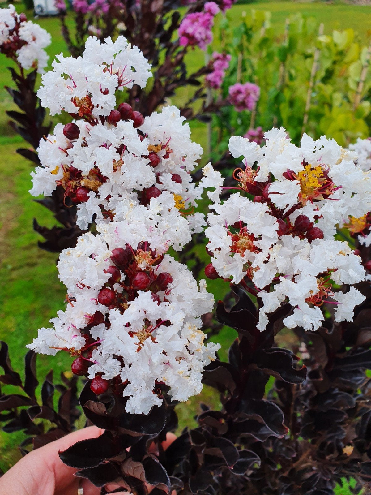 Lagerstroemia Coconut Sorbet / nieuwe soort ‼️, Tuin en Terras, 250 tot 400 cm, Zomer, Ophalen, Volle zon