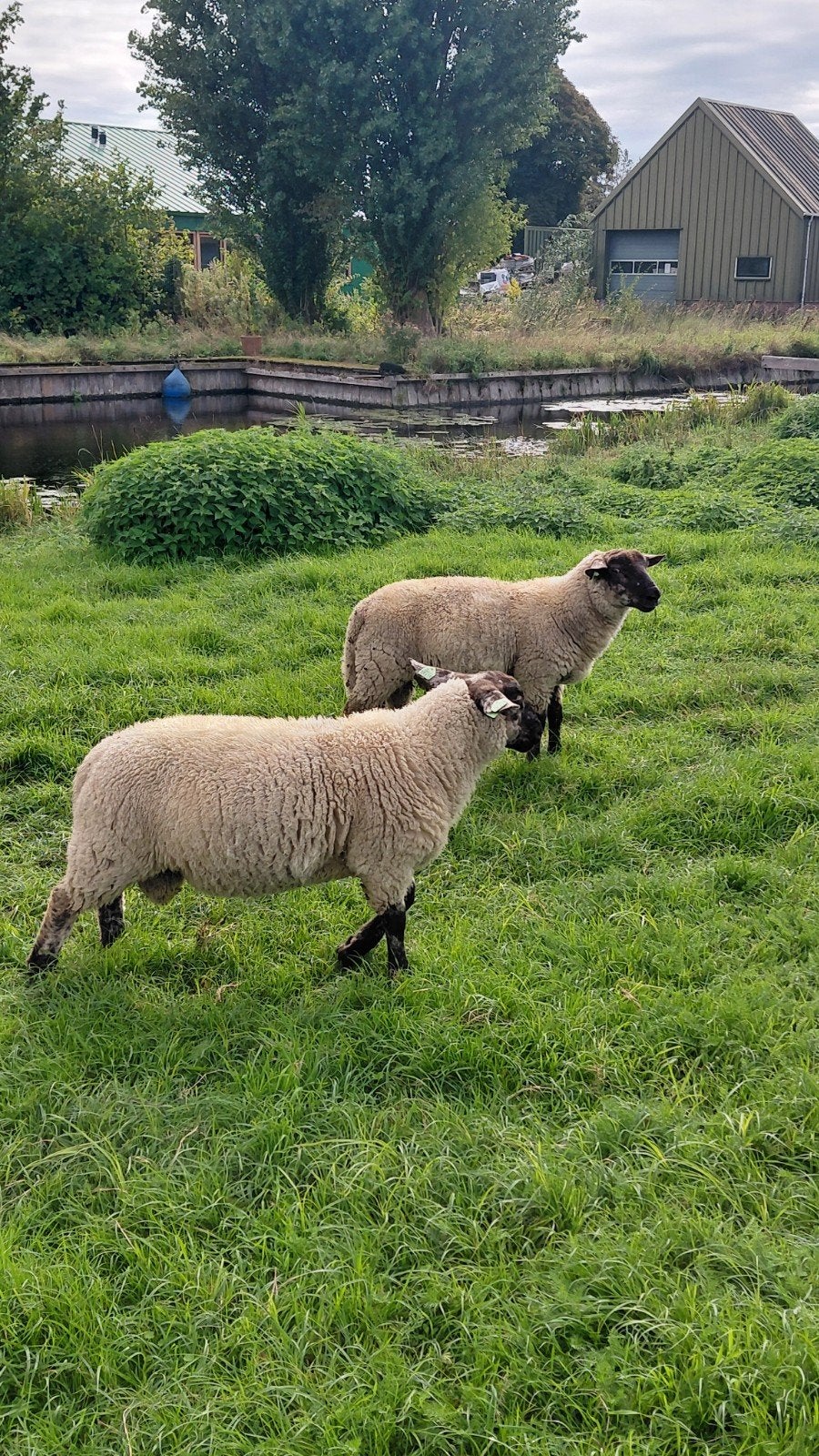 rammen suffolks 6 stuks  maart 2026, Dieren en Toebehoren, Mannelijk, Schaap