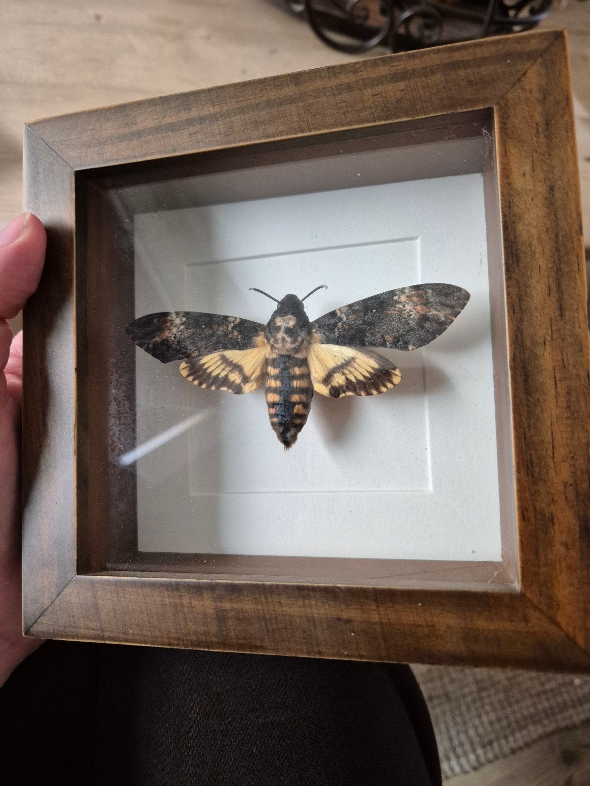 Doodshoofdvlinder in lijst - Taxidermie, Ophalen of Verzenden
