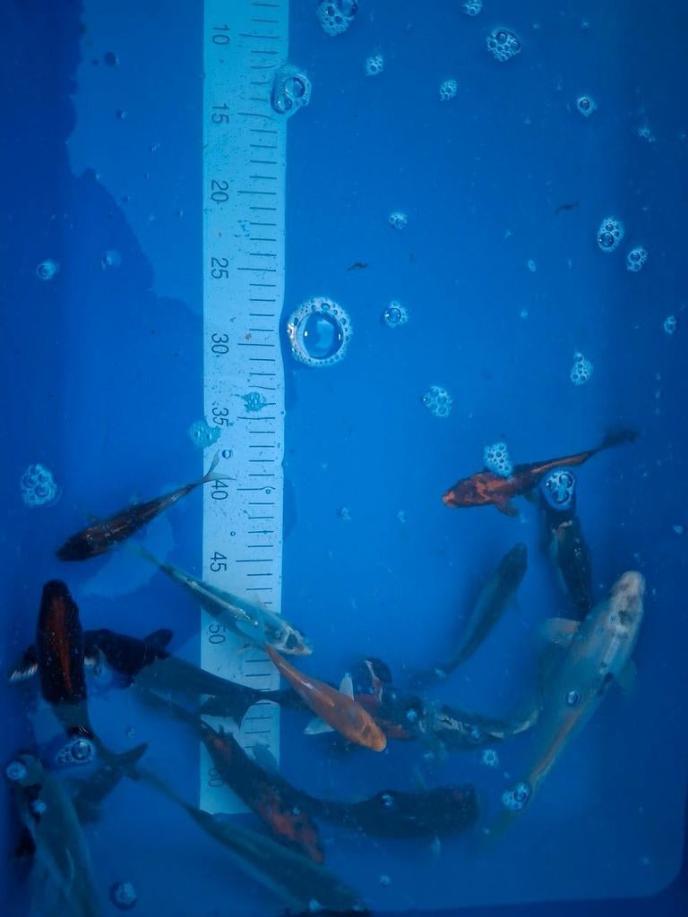 Koi kleintjes., Karper of Koi