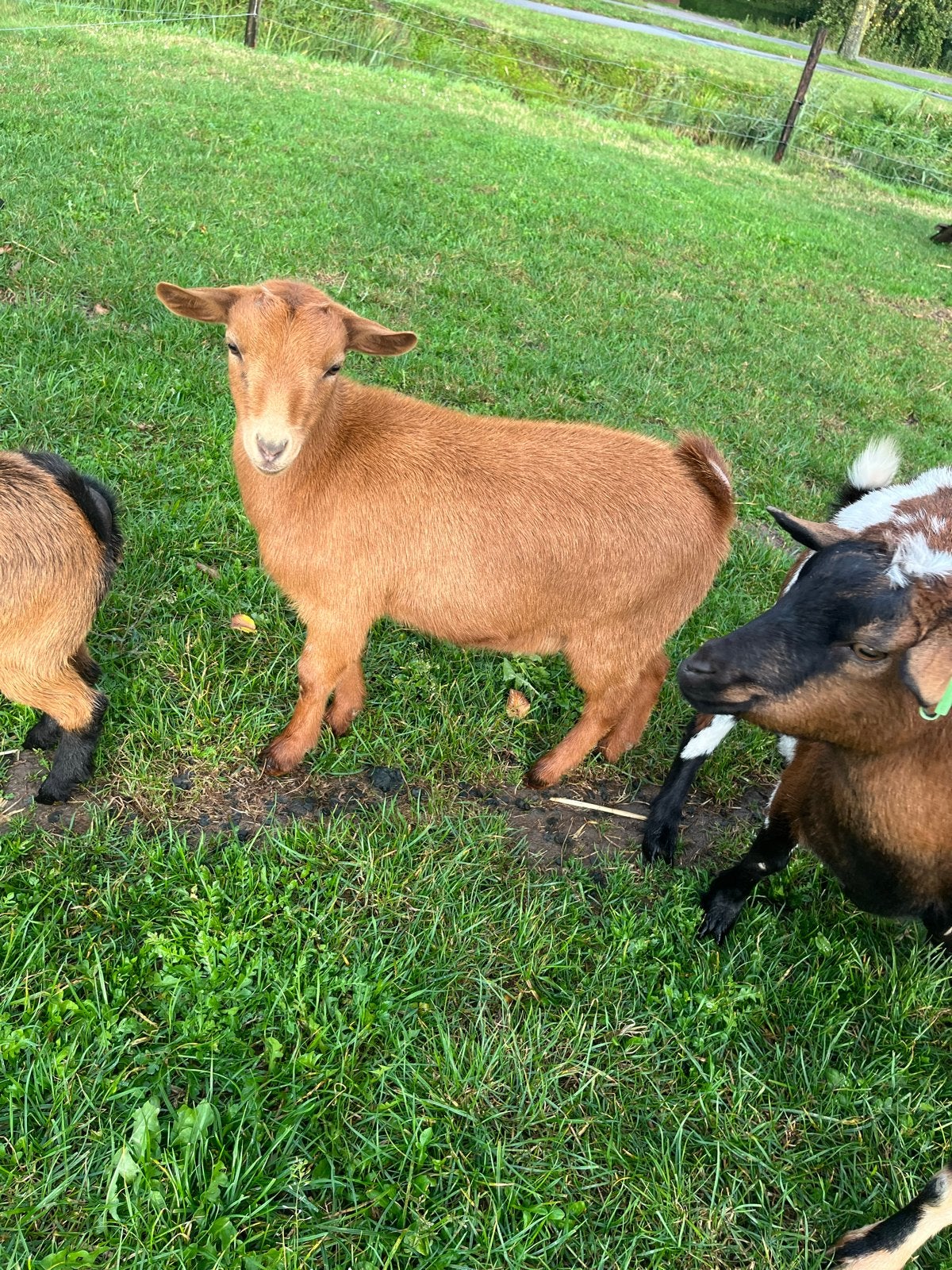 Mooie geiten en bokken te koop!, Dieren en Toebehoren, Meerdere dieren, Geit