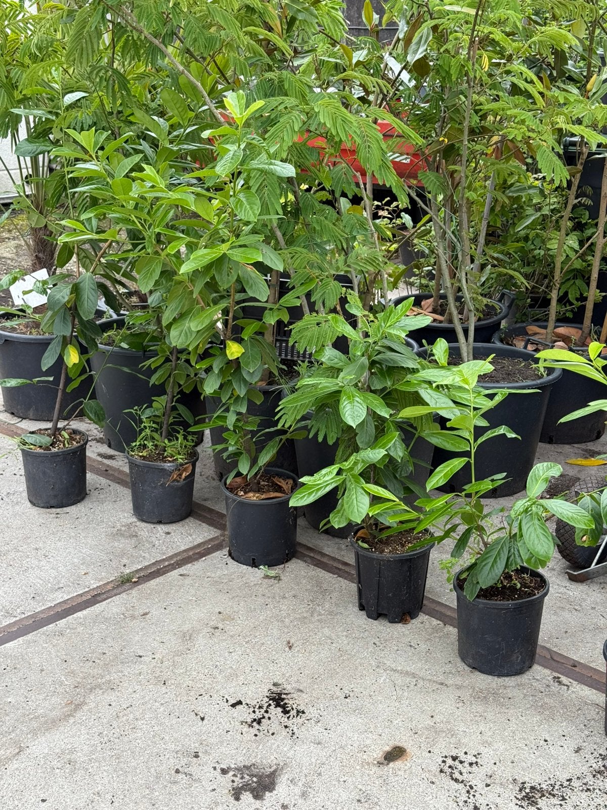 Haag laulier div lente 7 stuks top geworteld in 1 koop 25,00, Ophalen, Laurier, Struik, 100 tot 250 cm