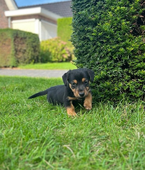 Foto 7 van Super mooie jack russel jackrussell pups