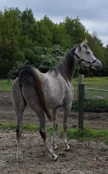 Arabisch Volbloed ruin, Minder dan 160 cm, Ruin, Dressuurpaard, 3 tot 6 jaar