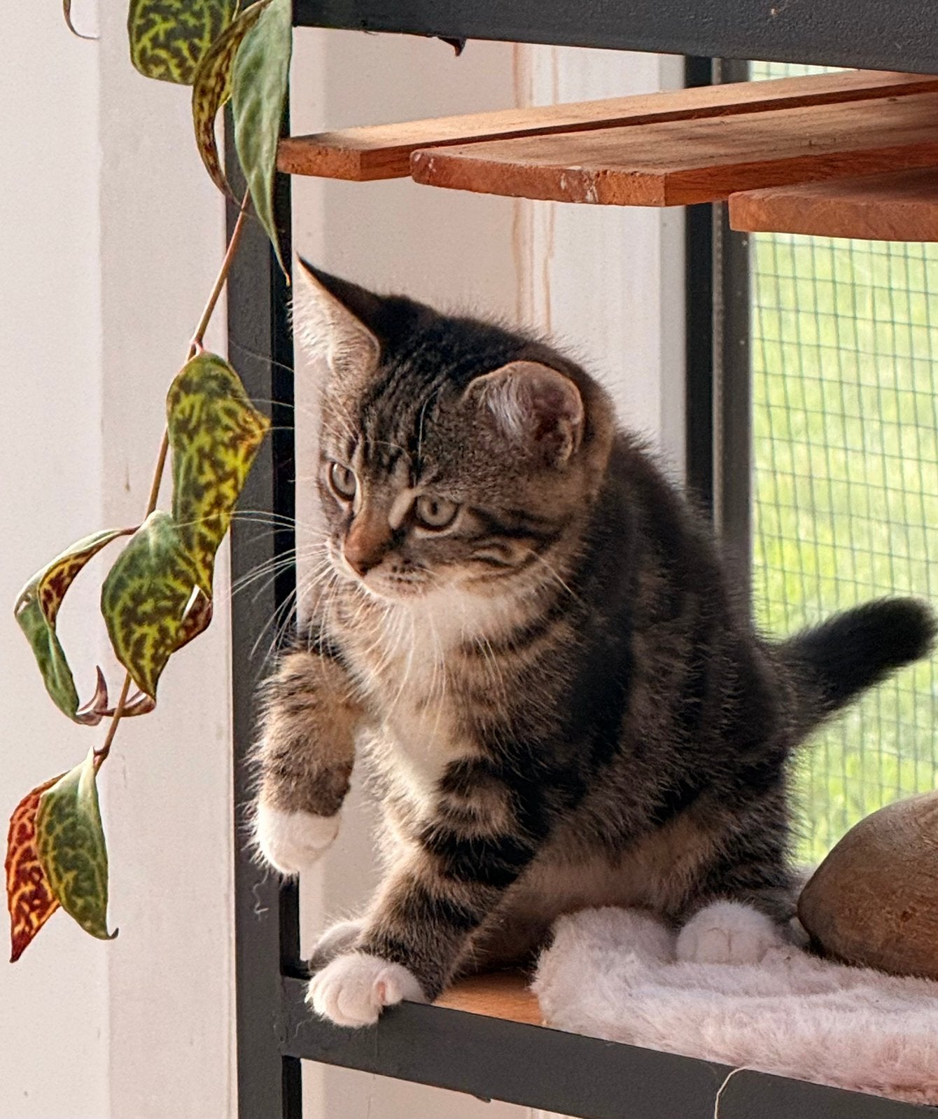 2 Britse kittens kruising brits langhaar en brits kort haar, Meerdere dieren