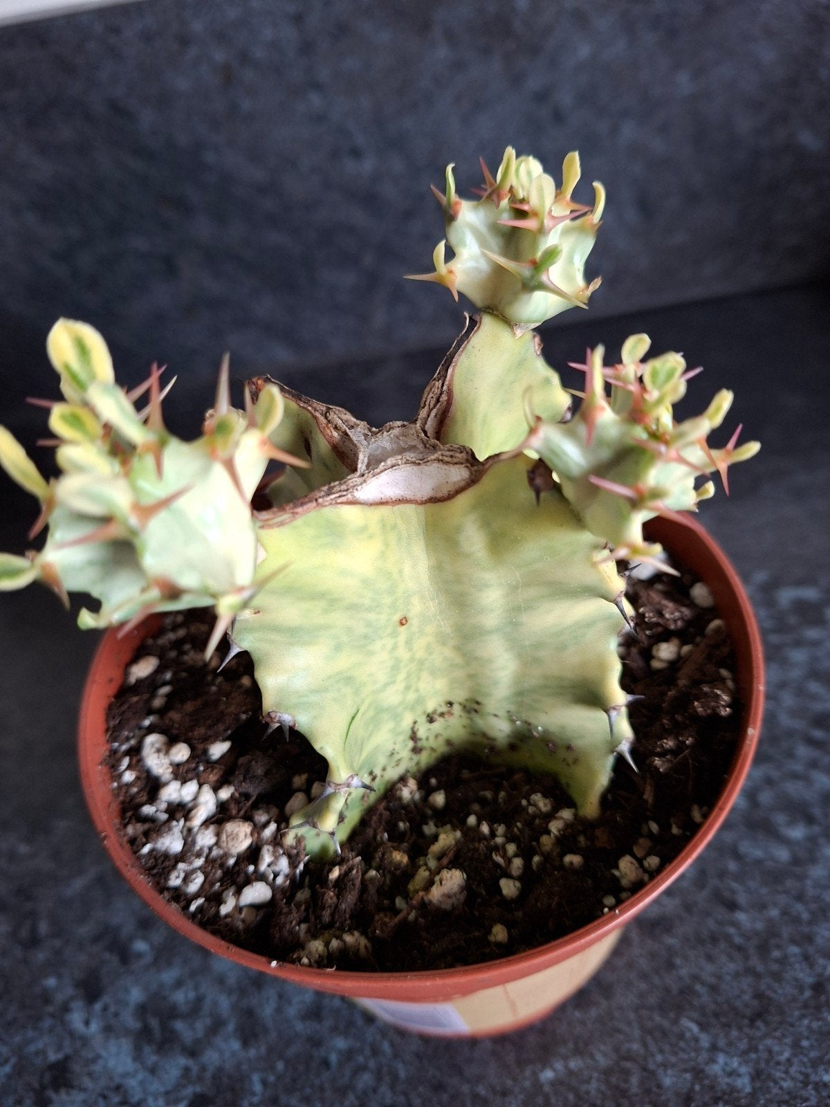 euphorbia marmorata variegata, Tuin en Terras, Ophalen of Verzenden, Overige soorten, Volle zon