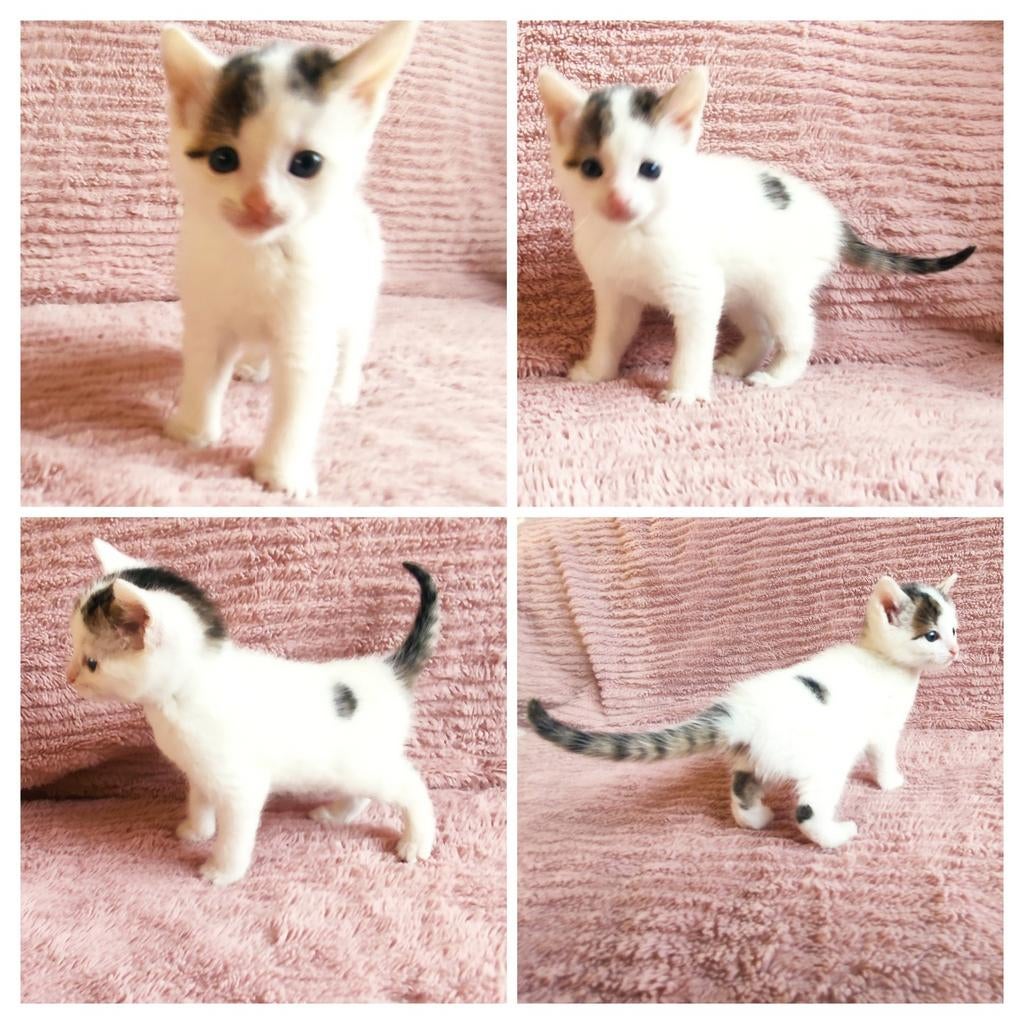 Kitten WIT MET UNIEKE KLEUR PATRONEN, Dieren en Toebehoren, Katten en Kittens | Overige Katten, Meerdere dieren, Kortharig, 0 tot 2 jaar