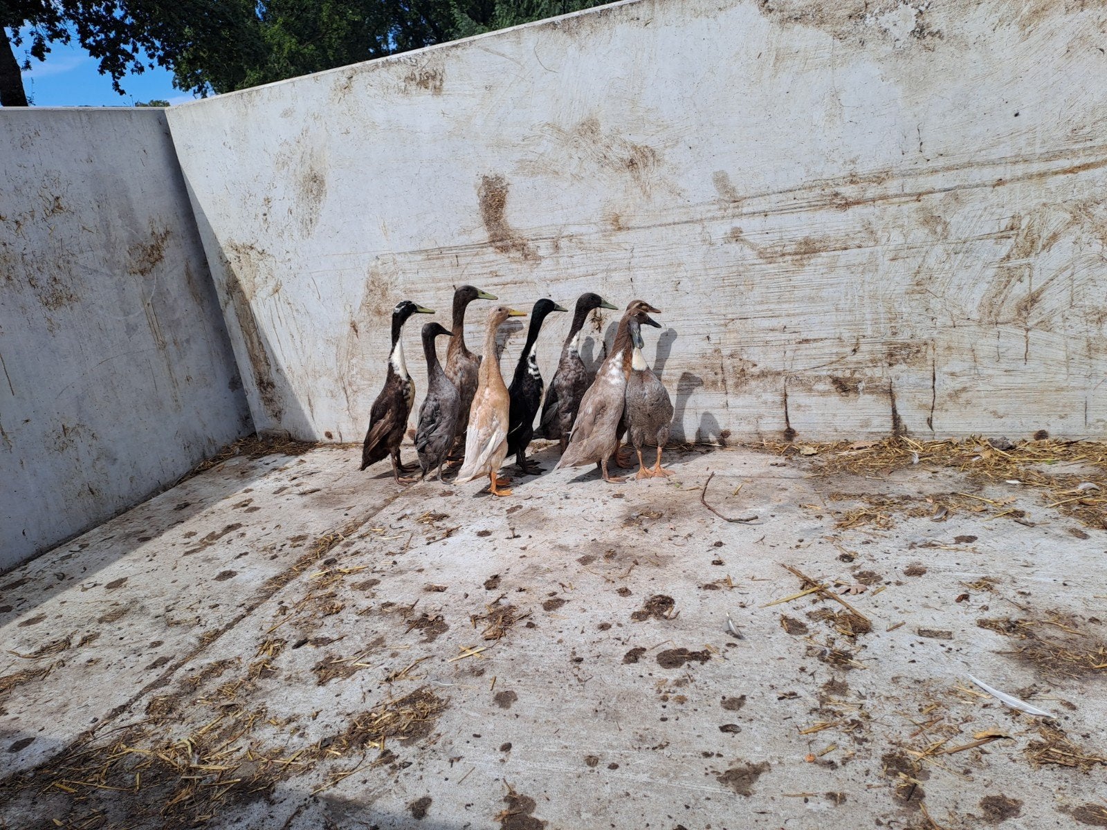 jonge loopeenden, Meerdere dieren, Eend