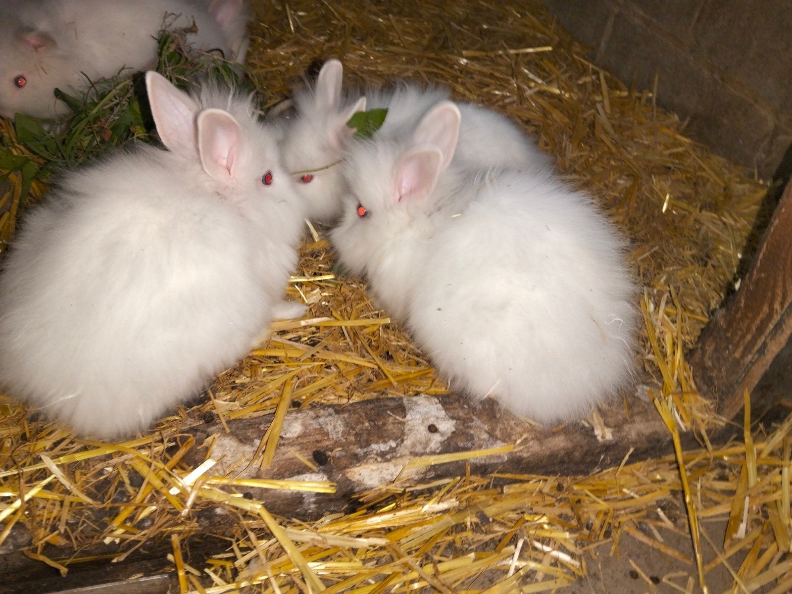 dwergkonijn (jonge witte blauw oog leeuwenkopjes), Meerdere dieren, Dwerg