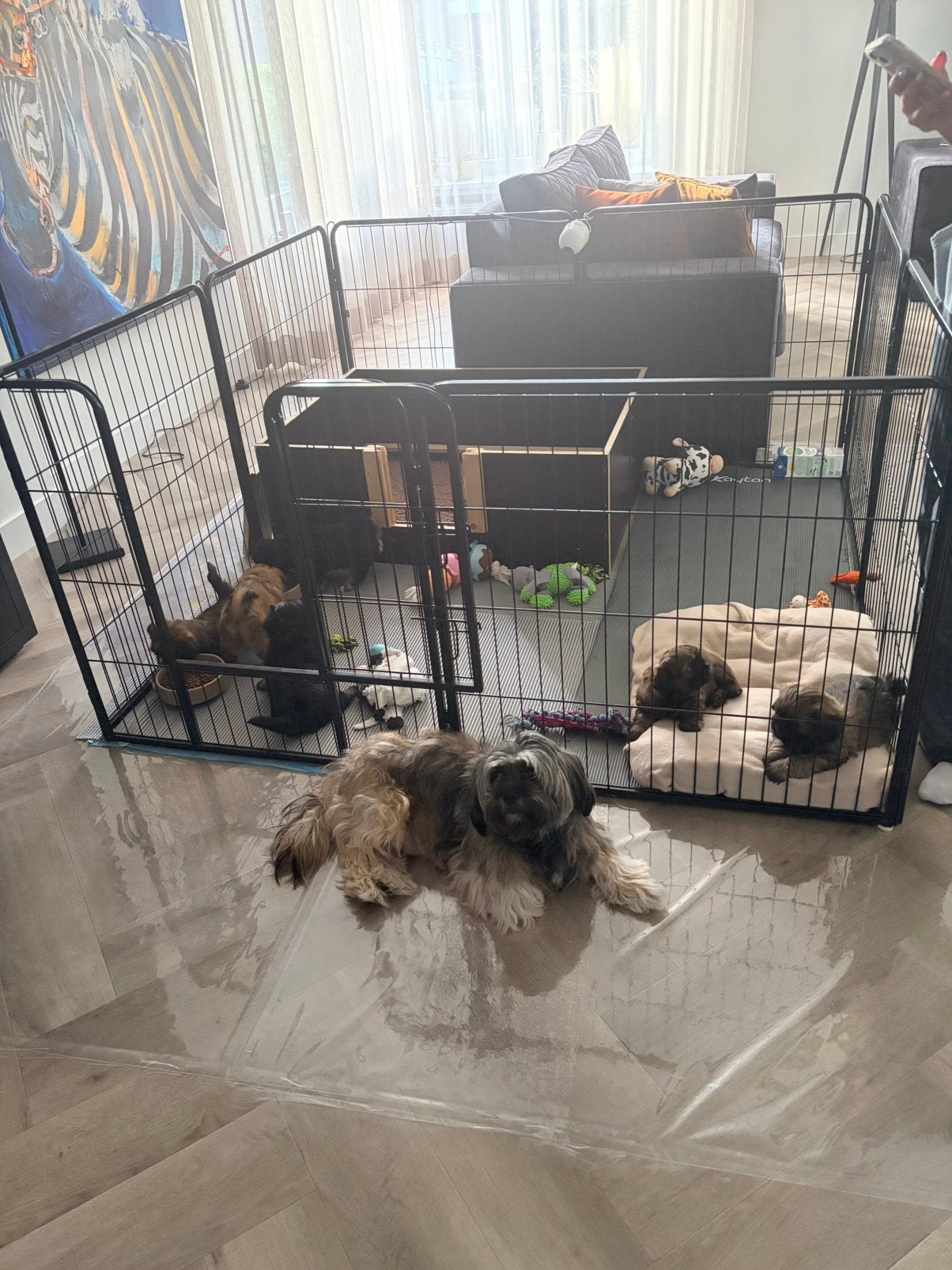 Puppy te koop shizu boomer, Overige rassen, 8 tot 15 weken, Parvo, Meerdere