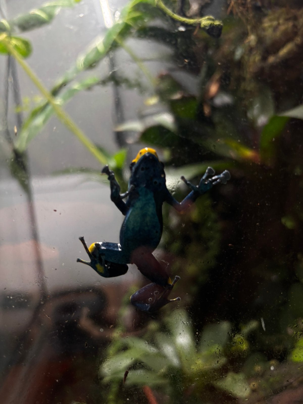 Pijlgifkikker Frog photo 6