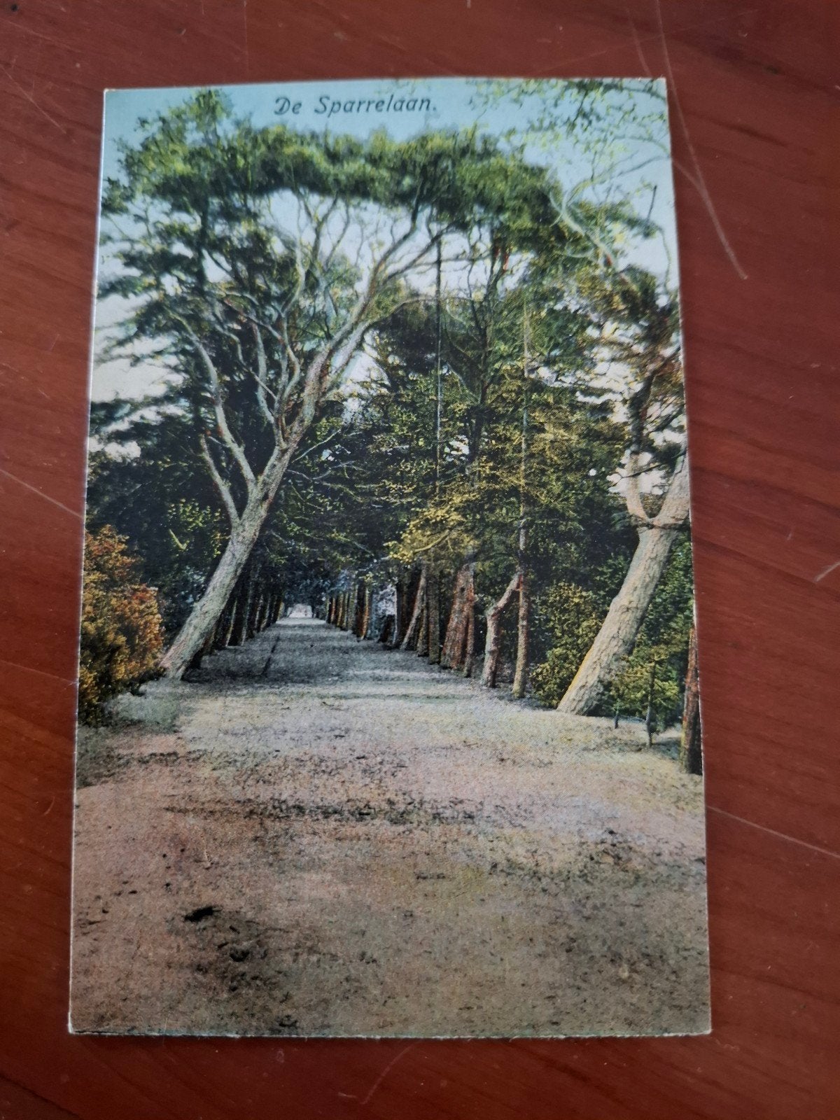 Oude ansichtkaart 'De Sparrelaan Bergen Noord-Holland, Ophalen of Verzenden, Voor 1920, Ongelopen, Noord-Holland