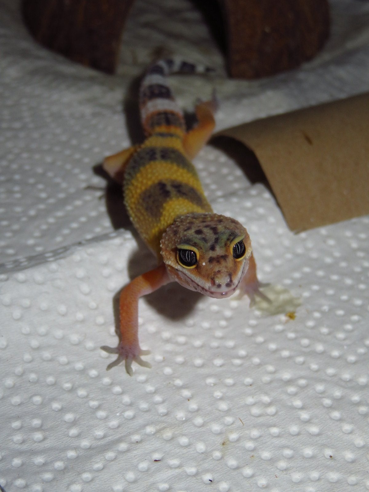 Black night x tangerine vrouw luipaardgekko, Hagedis, 0 tot 2 jaar