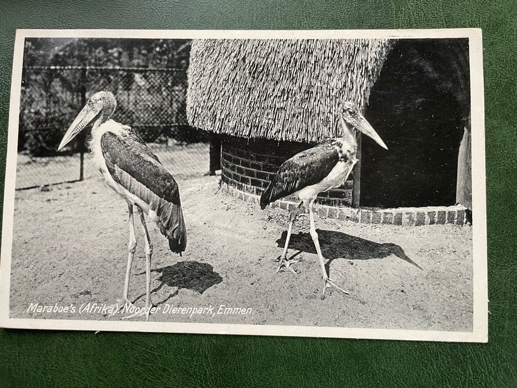 ansichtkaart van Noorder Dierenpark Emmen, Maraboe's., Verzenden, 1940 tot 1960, Paard