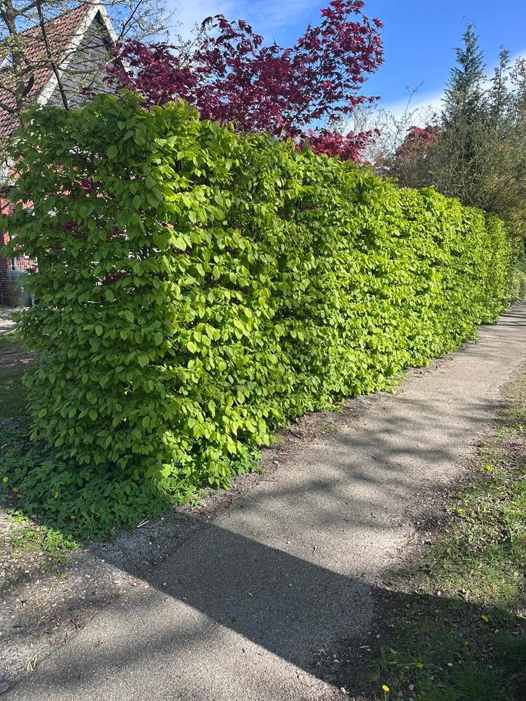 Complete haagbeuk haag 15 meter / 2,3 meter hoog, Tuin en Terras, Planten | Bomen, Bloeit niet, Overige soorten, 100 tot 250 cm