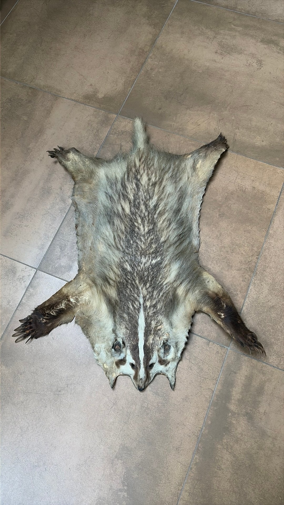 Geprepareerde vacht van das, Verzamelen, Ophalen of Verzenden, Gebruikt, Wild dier, Overige typen