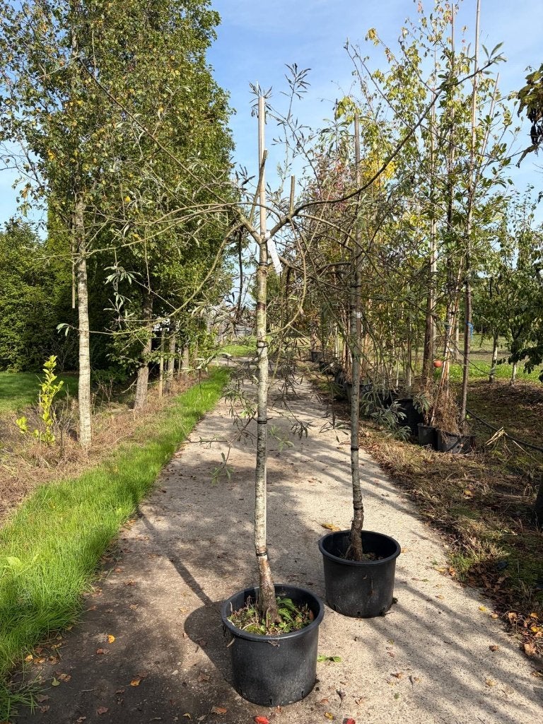 sierpeer treur Pyrus sal Pendula 150 stam outlet, Treurboom, Lente, 100 tot 250 cm, Ophalen