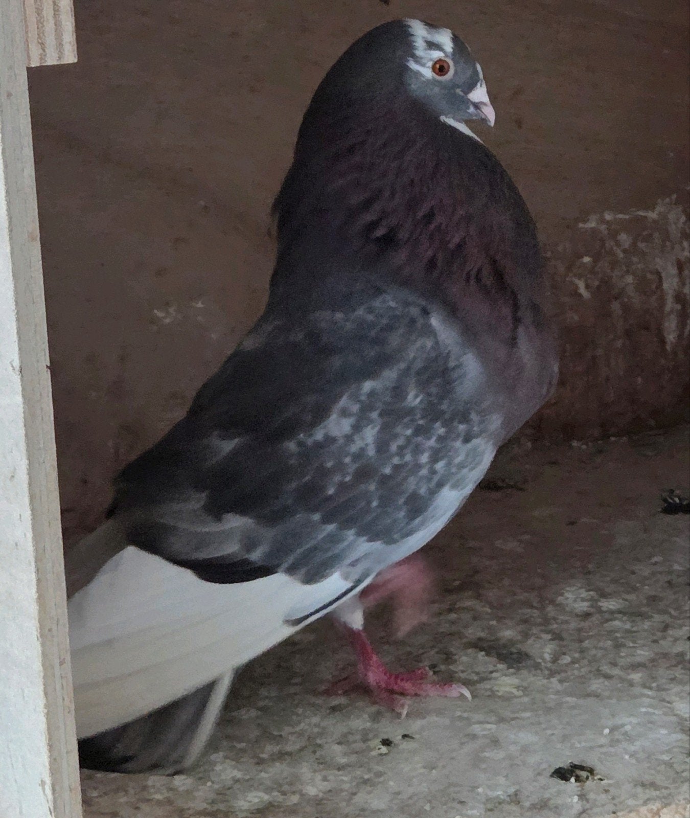 Haagse tilduif doffers, Dieren en Toebehoren, Vogels | Duiven, Mannelijk, Kropper