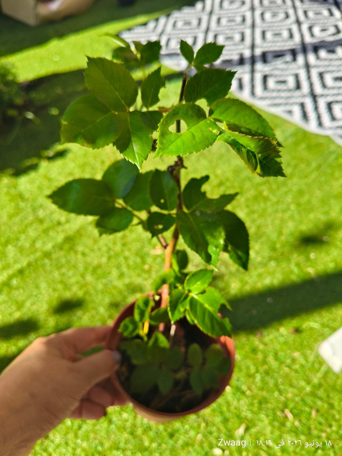 Rozen, Ophalen, Volle zon, Vaste plant, Klimplanten