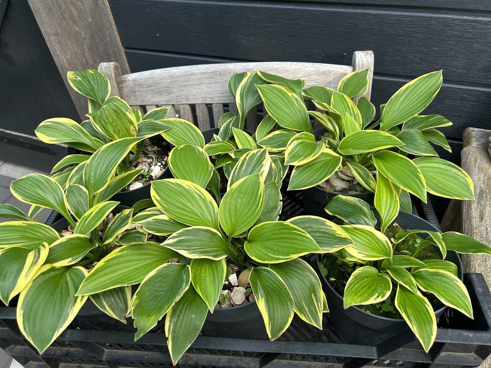 Hosta planten - Groen met geel blad, Vaste plant, Halfschaduw, Zomer, Ophalen