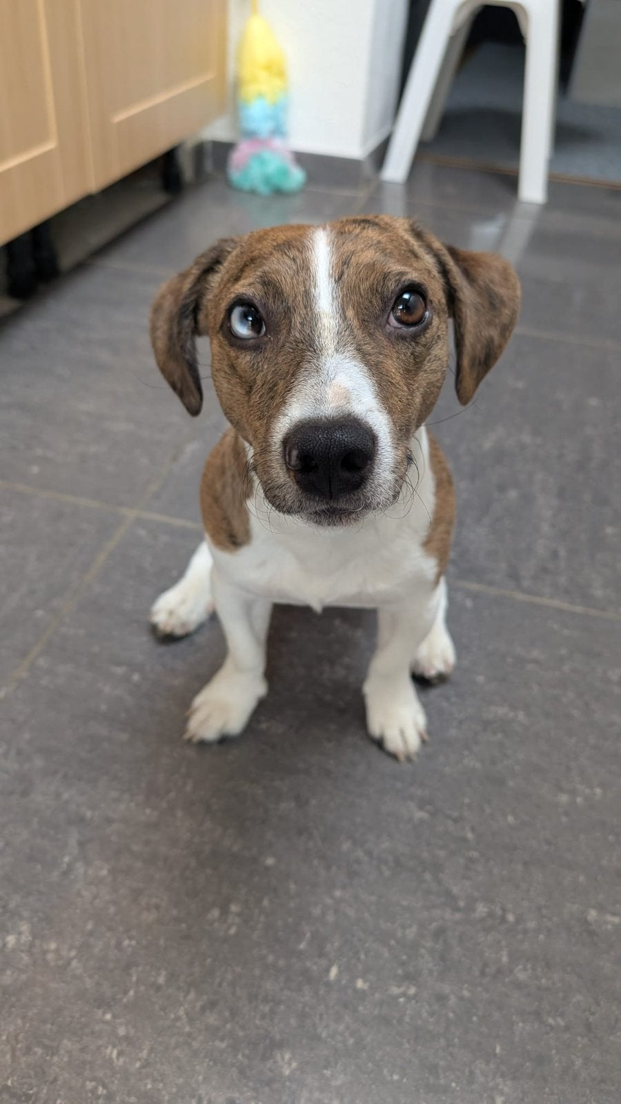 Prachtige Jack Russell reu, Jack Russell Terriër, Reu, 1 tot 2 jaar, Eén hond