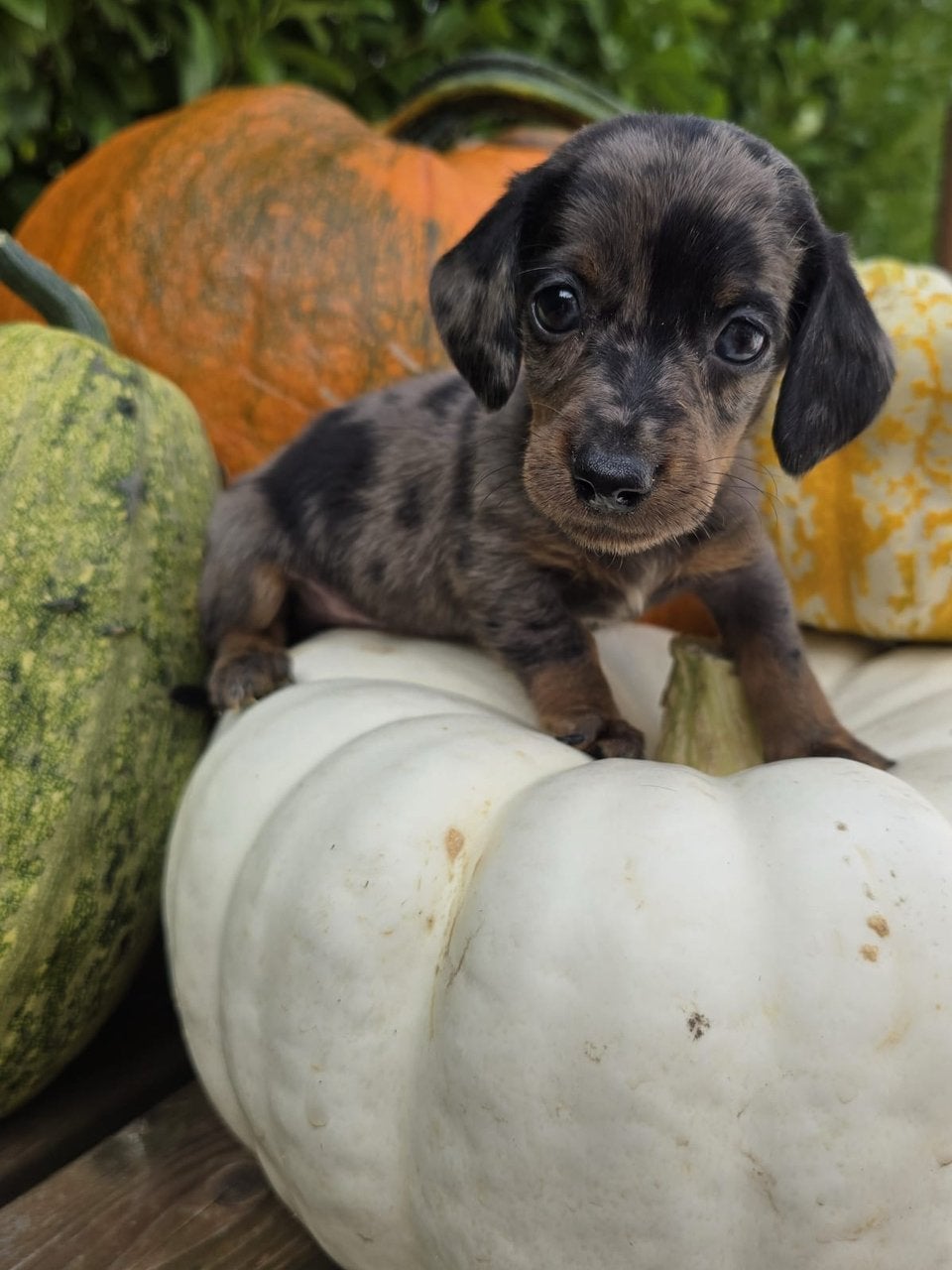 Kortharige teckels zoeken forever home, Parvo, 8 tot 15 weken, Korthaar, Dwerg