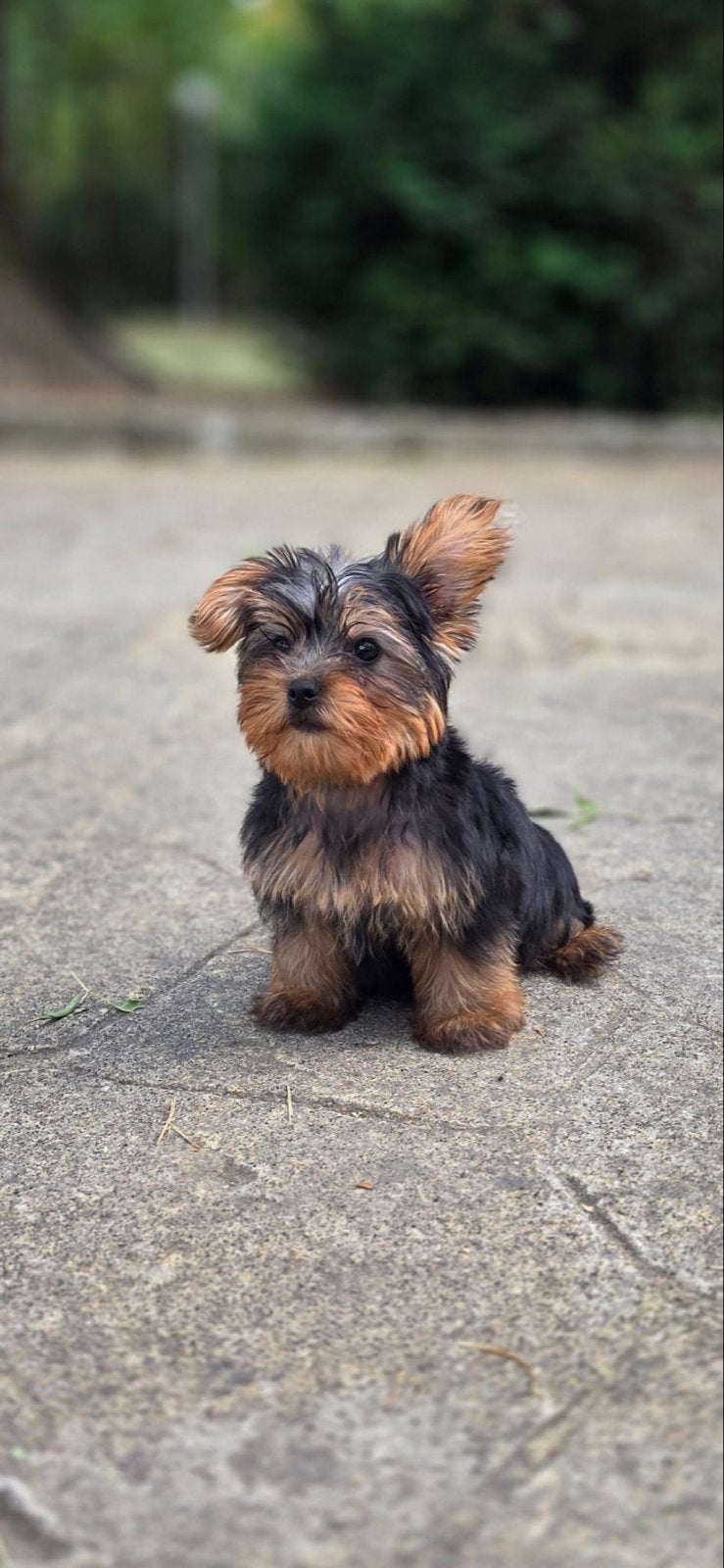 Yorkshire terriër pup teefje, Dieren en Toebehoren, Honden | Jack Russells en Terriërs, Yorkshire Terriër, 15 weken tot 1 jaar