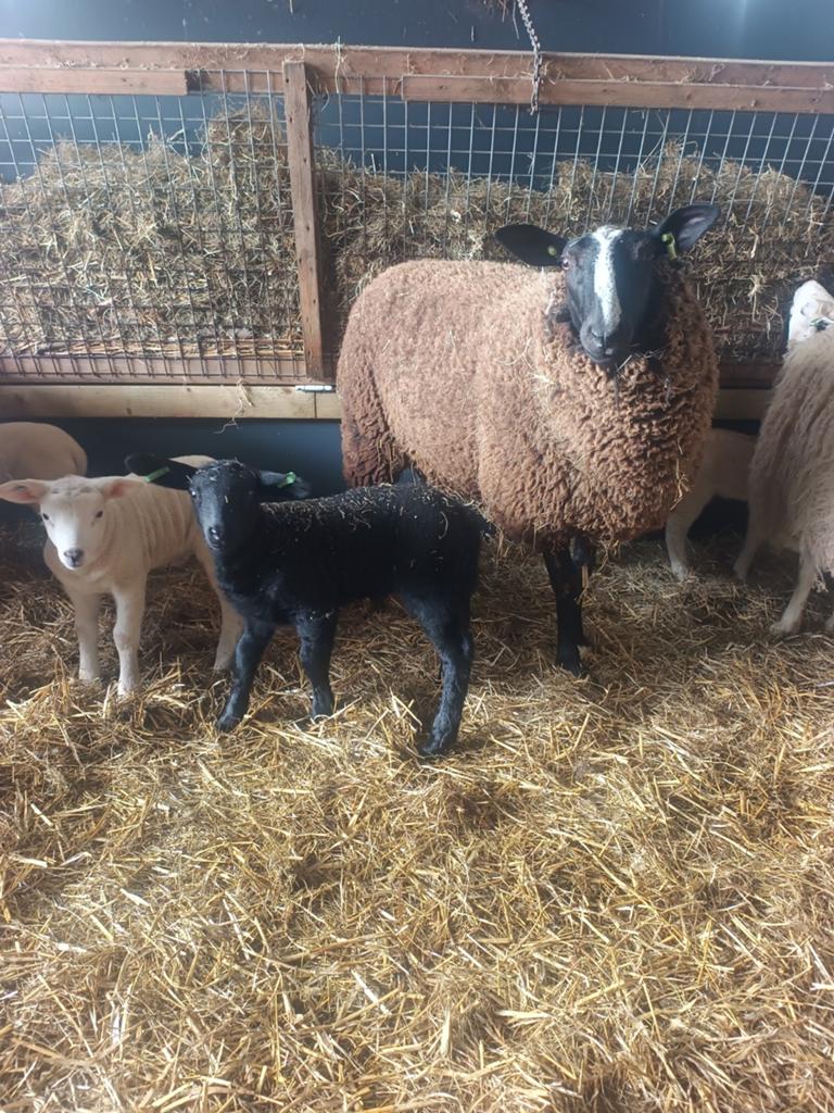 Zwarte Bles ooi met Ramlam, Dieren en Toebehoren, Schapen, Geiten en Varkens, Meerdere dieren, Schaap, 0 tot 2 jaar