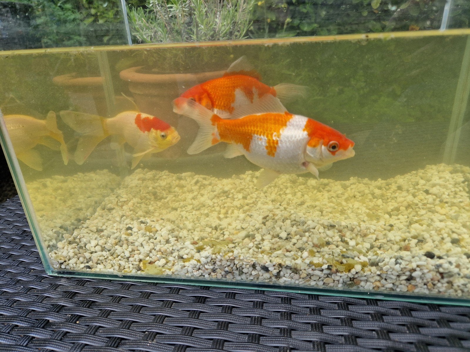 gratis goudvissen, Dieren en Toebehoren, Goudvis(sen)