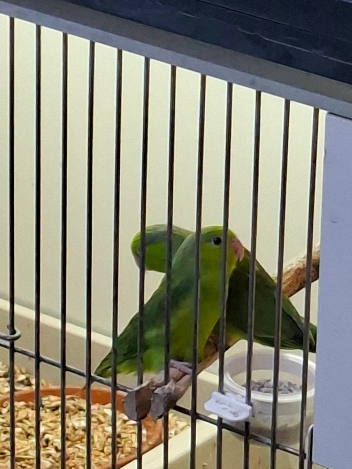 Jonge Forpussen, Meerdere dieren, Parkiet