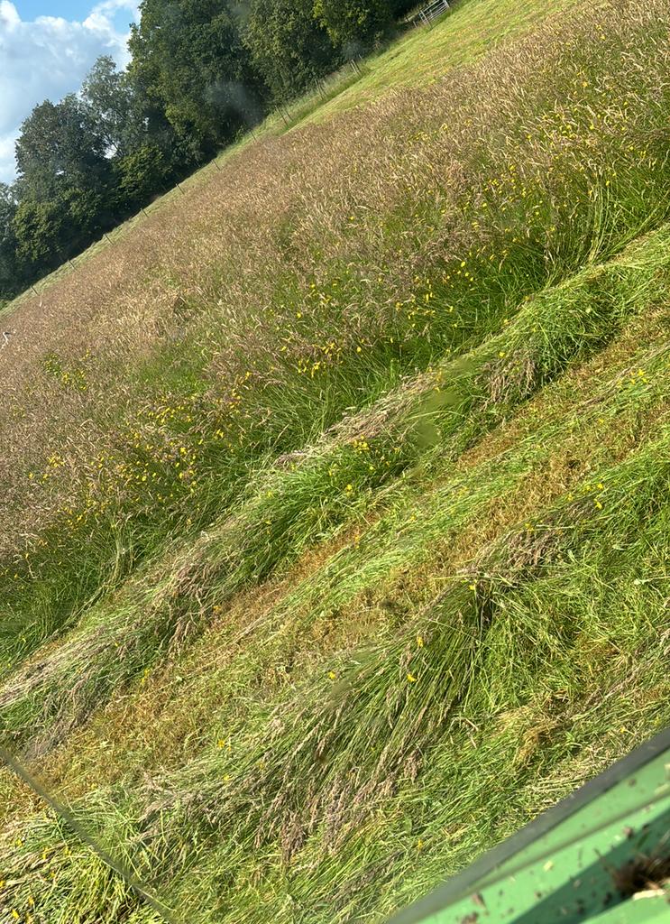 Gezocht grasland gras weide weiland gras op stam beheer, Dieren en Toebehoren, Stalling en Weidegang, Weidegang