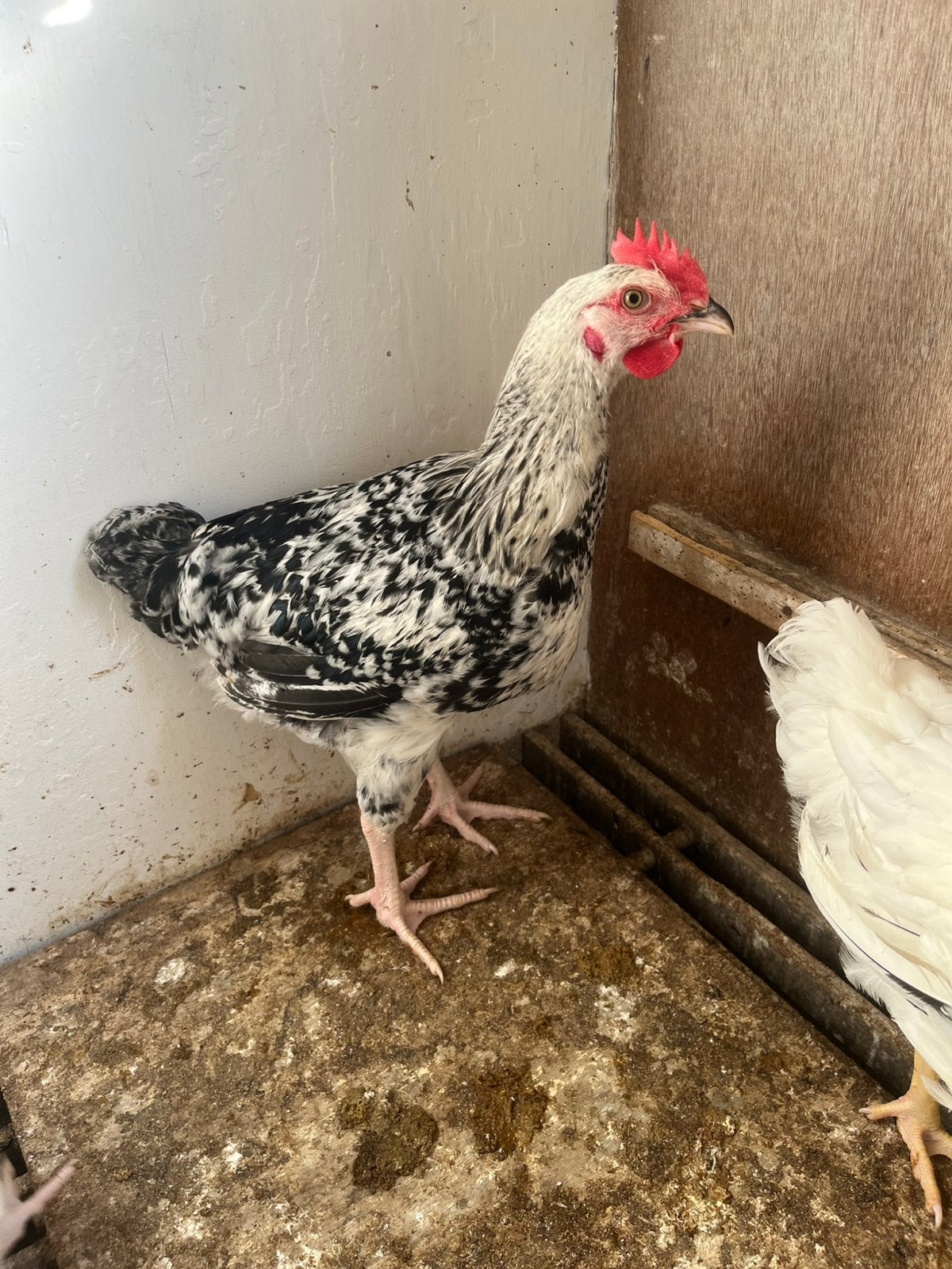 Sussex hanen te koop, Mannelijk, Kip