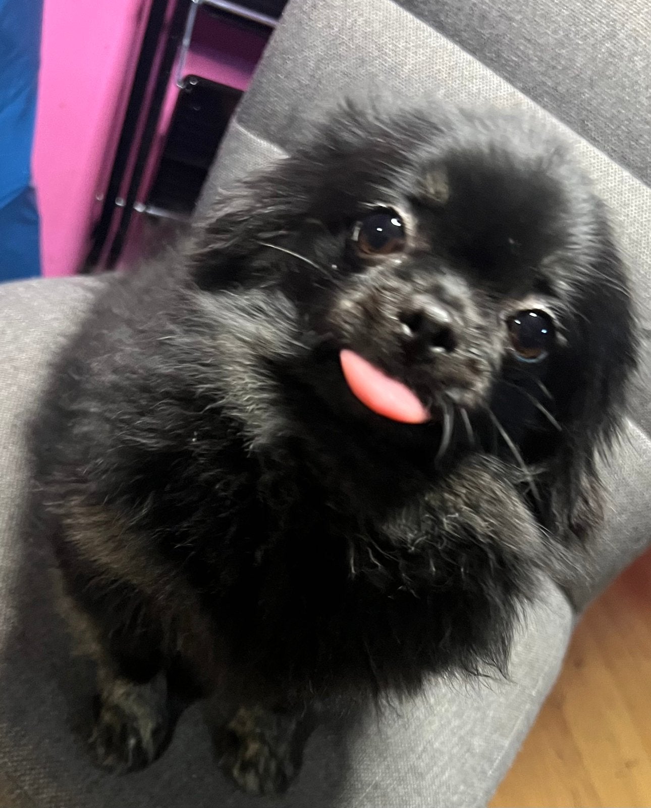 Lieve zwarte pomeriaan, Keeshond, Teef, Eén hond, 3 tot 5 jaar