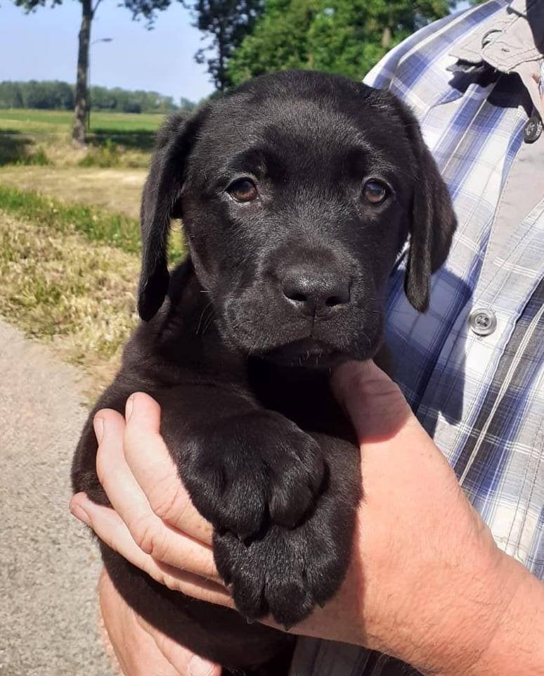 Prachtige Labrador Pups uit Stamboom ouders., Parvo, 8 tot 15 weken, Labrador retriever, Meerdere