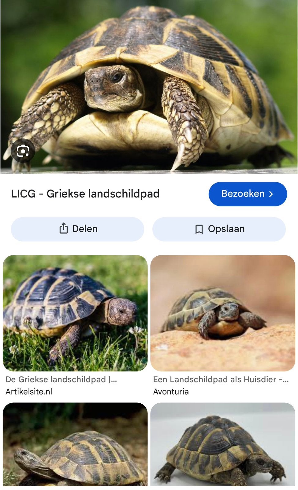 Landschilpad GEZOCHT, 0 tot 2 jaar